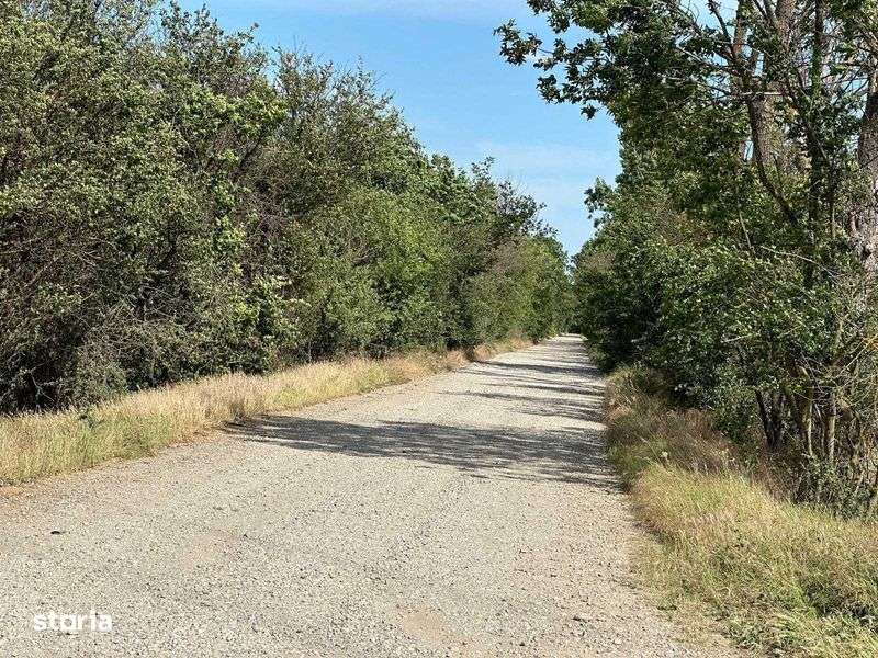 Vanzare teren Cornetu - Magurele - Imagine principală: 4/4