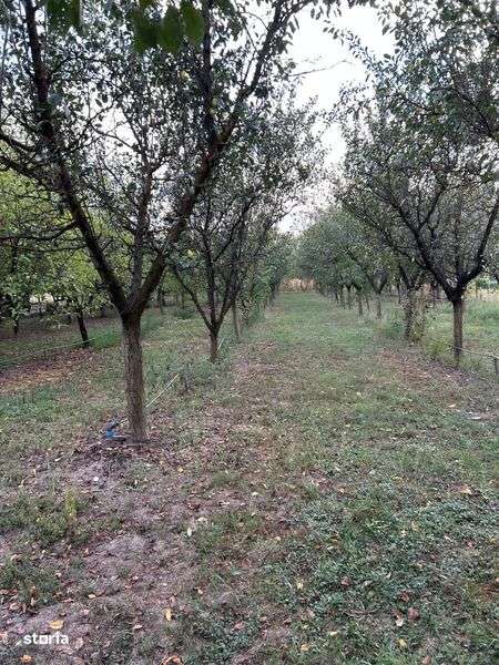 Vand livada sau loc de casa. - Imagine principală: 5/7