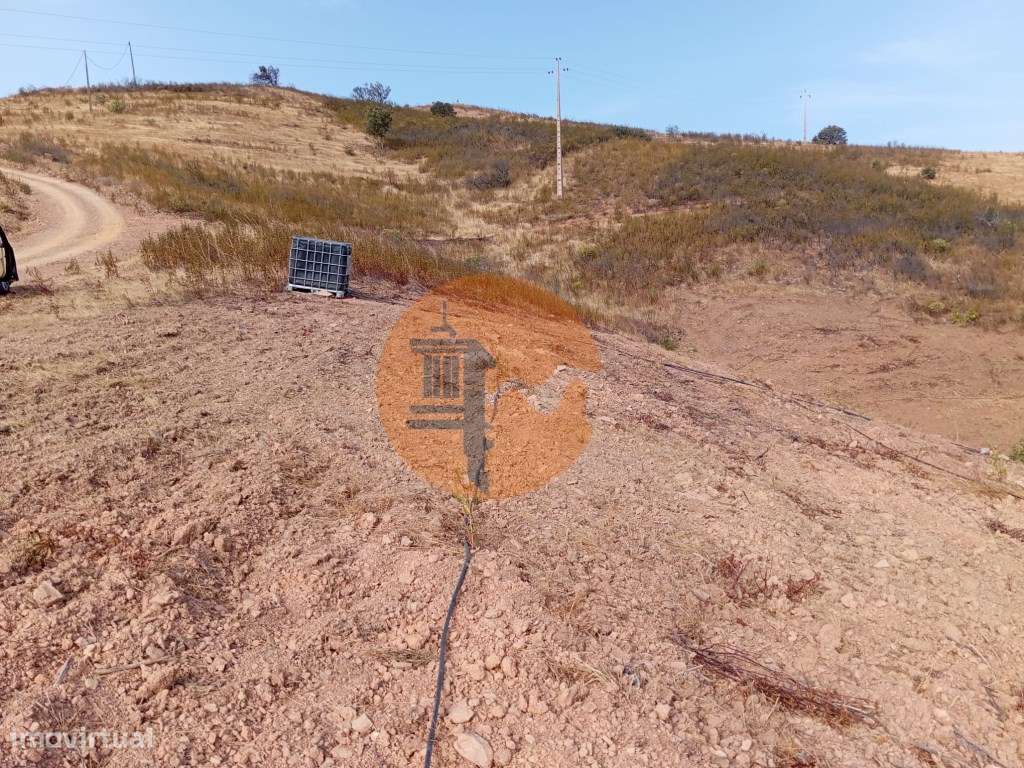 Terreno Rustico com plantação de alfarrobeiras-6