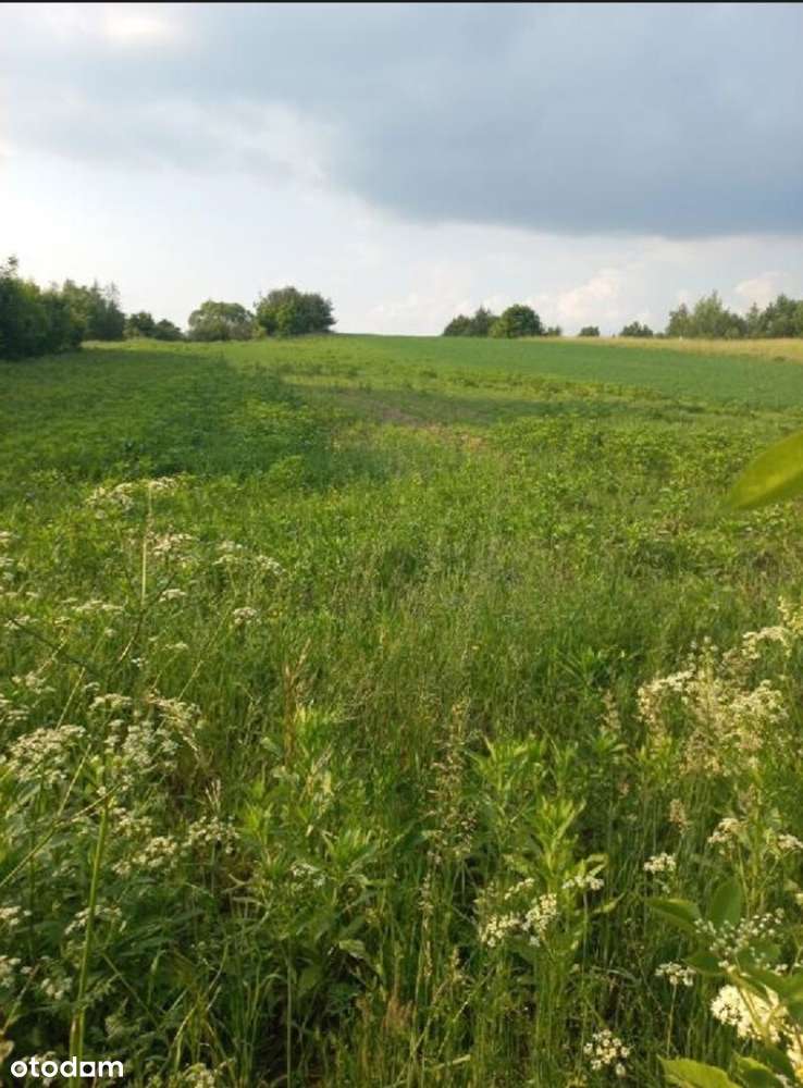 Działka rolna 1,3 ha z drogą dojazdową