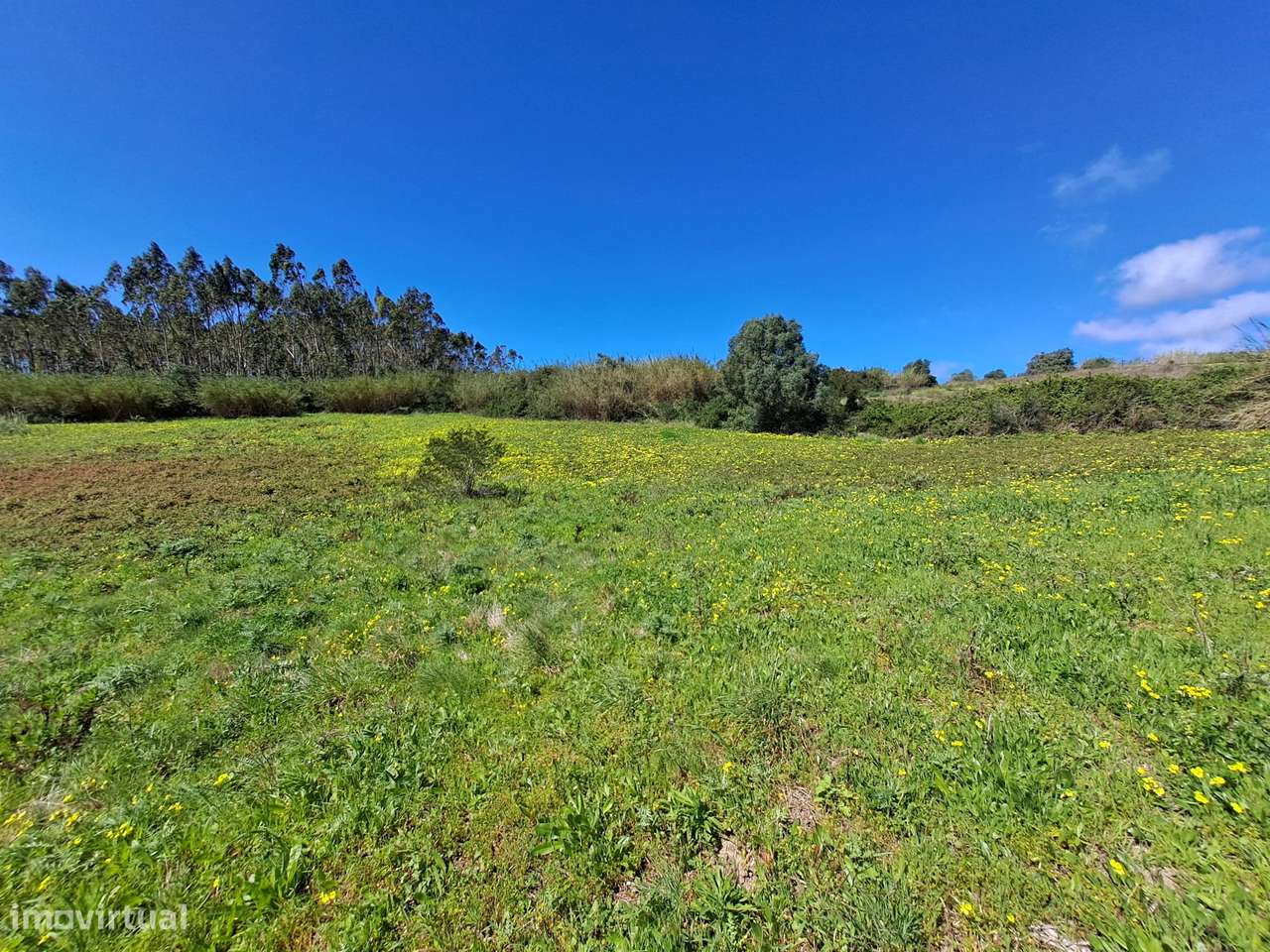 Terreno Agrícola com 26.760 m² no Vimeiro – Lourinhã - Grande imagem: 5/16