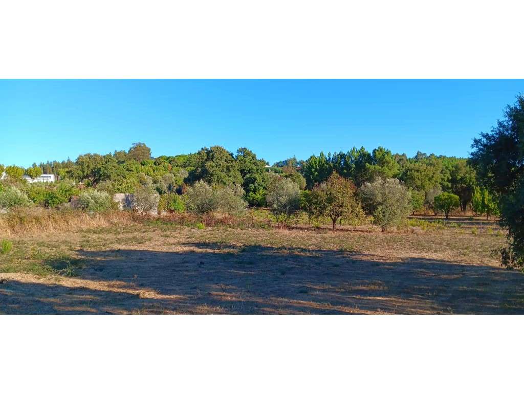 Arrendamento de Terreno Rústico - Mação (1.960 m²) - Grande imagem: 4/7