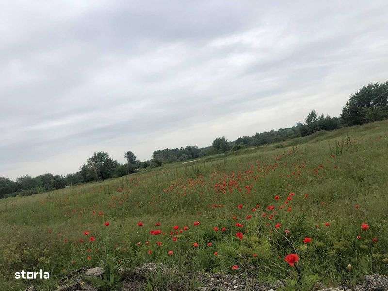 Teren de vanzare 2500 mp Darasti-Ilfov, 15 minute de Bucuresti - Imagine principală: 4/6