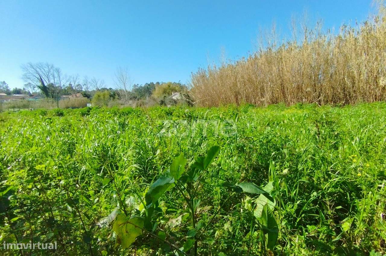 Terreno Rústico Leirão-8