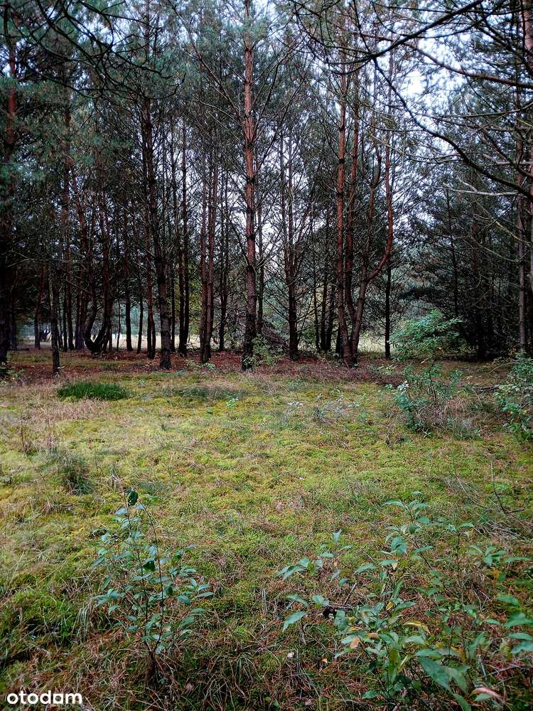 Działka rekreacyjna blisko lasu i jeziora - Pełny obrazek: 4/7