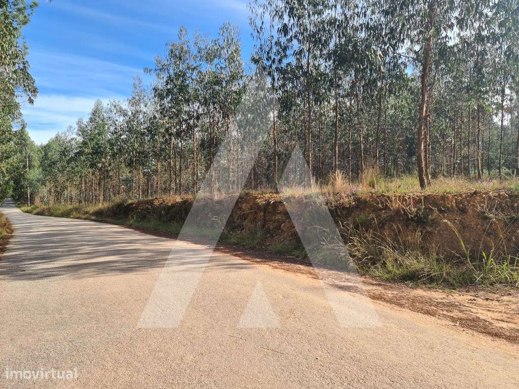 Terreno em Pinheiro da Bemposta - Grande imagem: 3/8