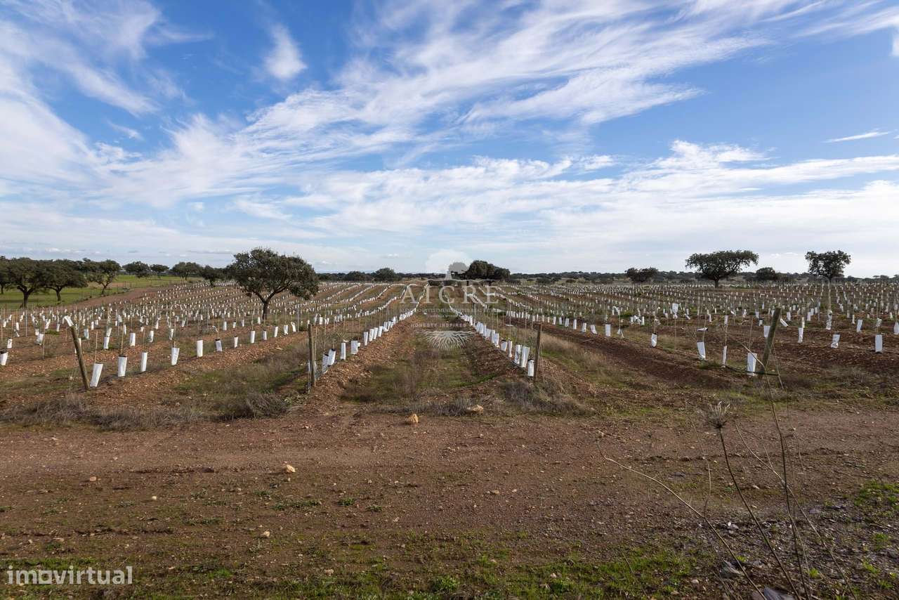 Herdade Alentejo-34