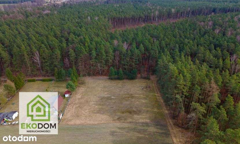 Dwie malownicze  działki pod lasem 1017 i 1957 m2 / Panoszów - Pełny obrazek: 4/19