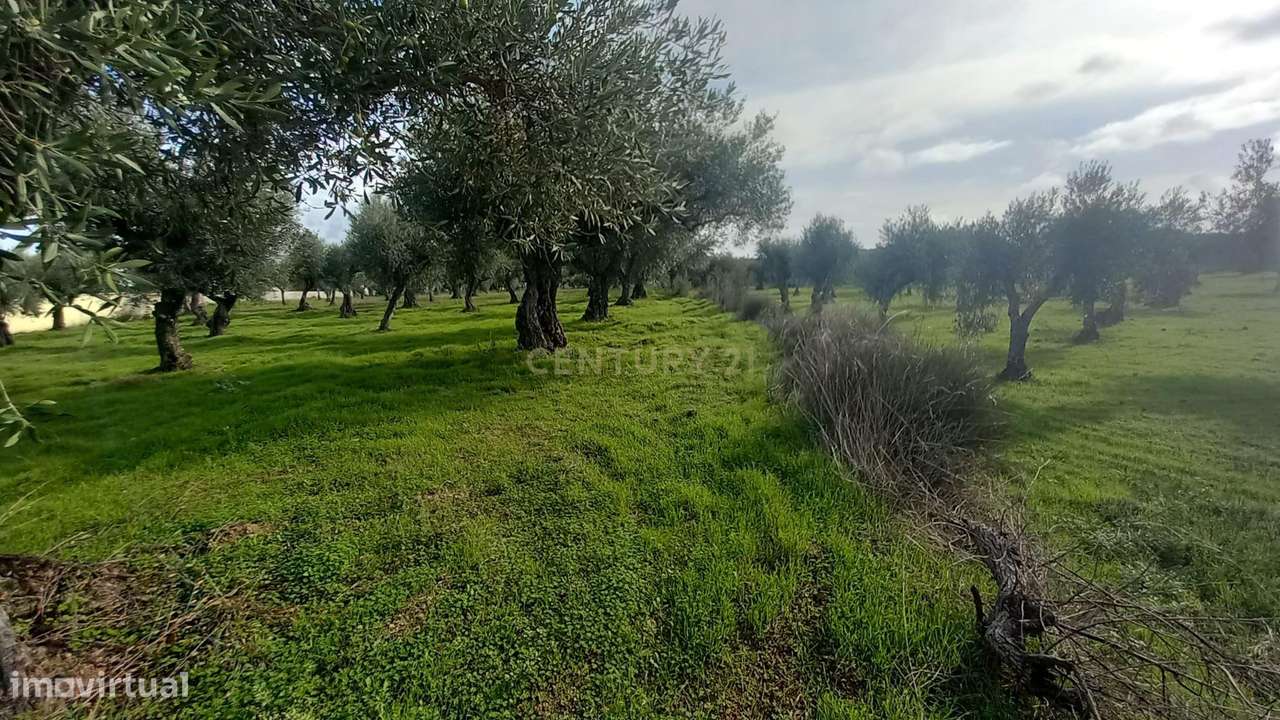 Olival com 4000m2  Lardosa - Grande imagem: 4/13