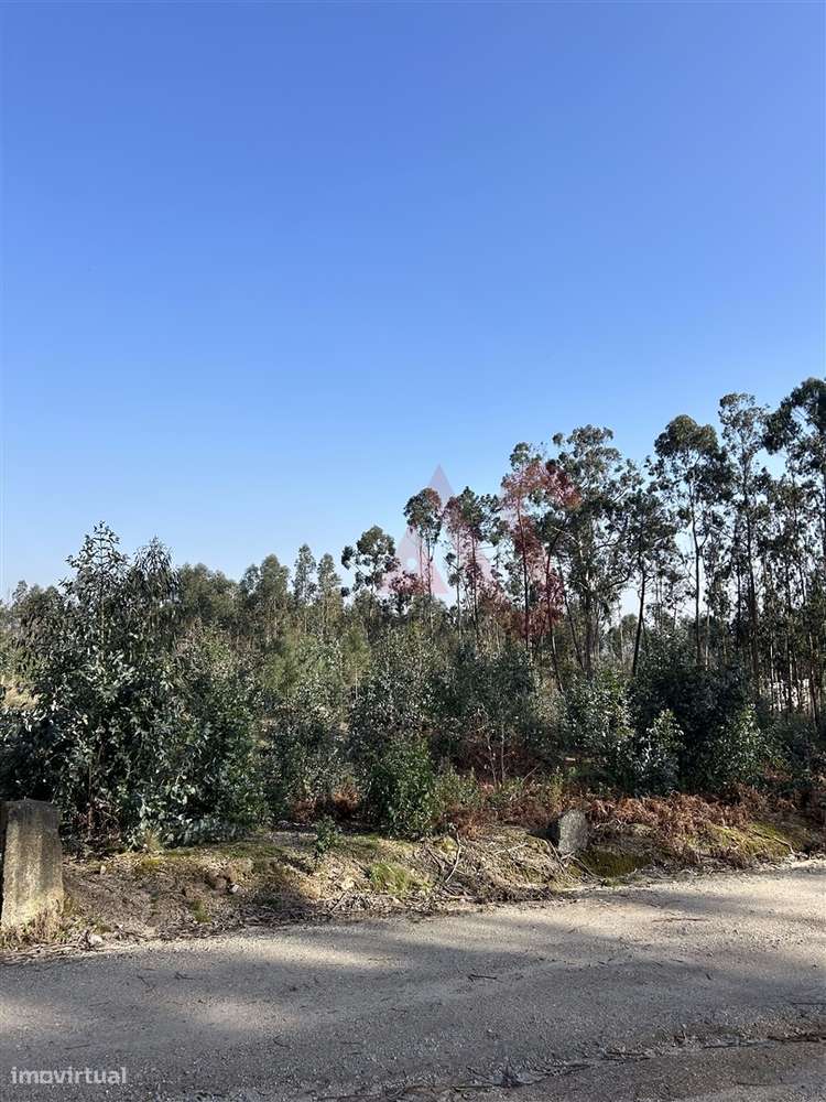 Terreno para Construção em Sanfins – 5.300 m² | Excelente Oportunidade - Grande imagem: 4/7