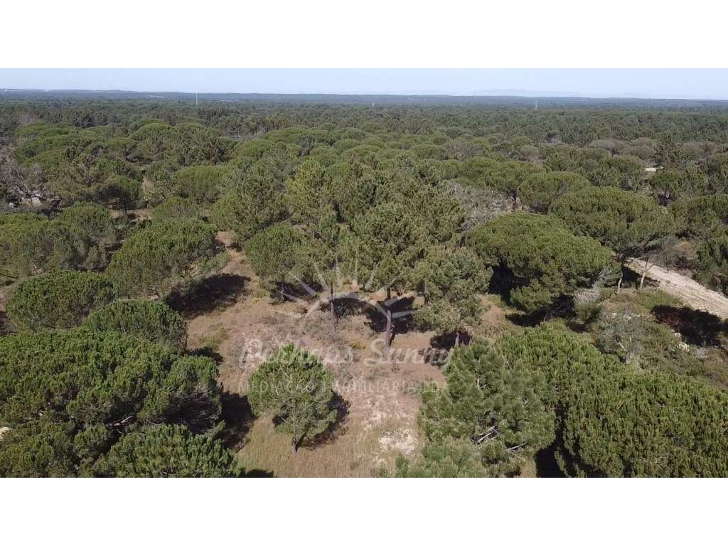 Quinta com Projeto Aprovado para Construção de Habitação - Melides - Grande imagem: 2/26