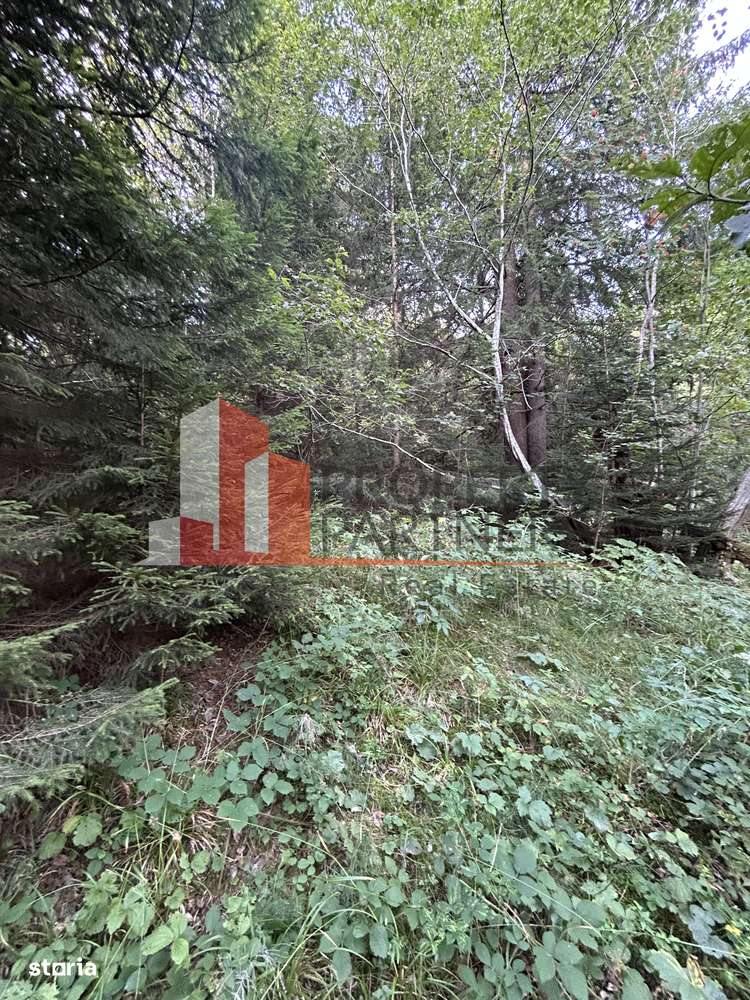 Teren generos de 8.267 mp în Predeal, Strada Nicolae Bălcescu. - Imagine principală: 4/6