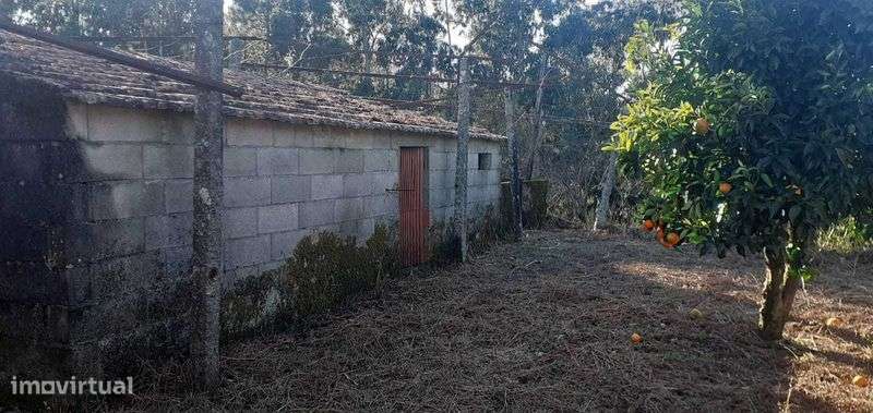 Terreno rural com casa antiga - Grande imagem: 4/11