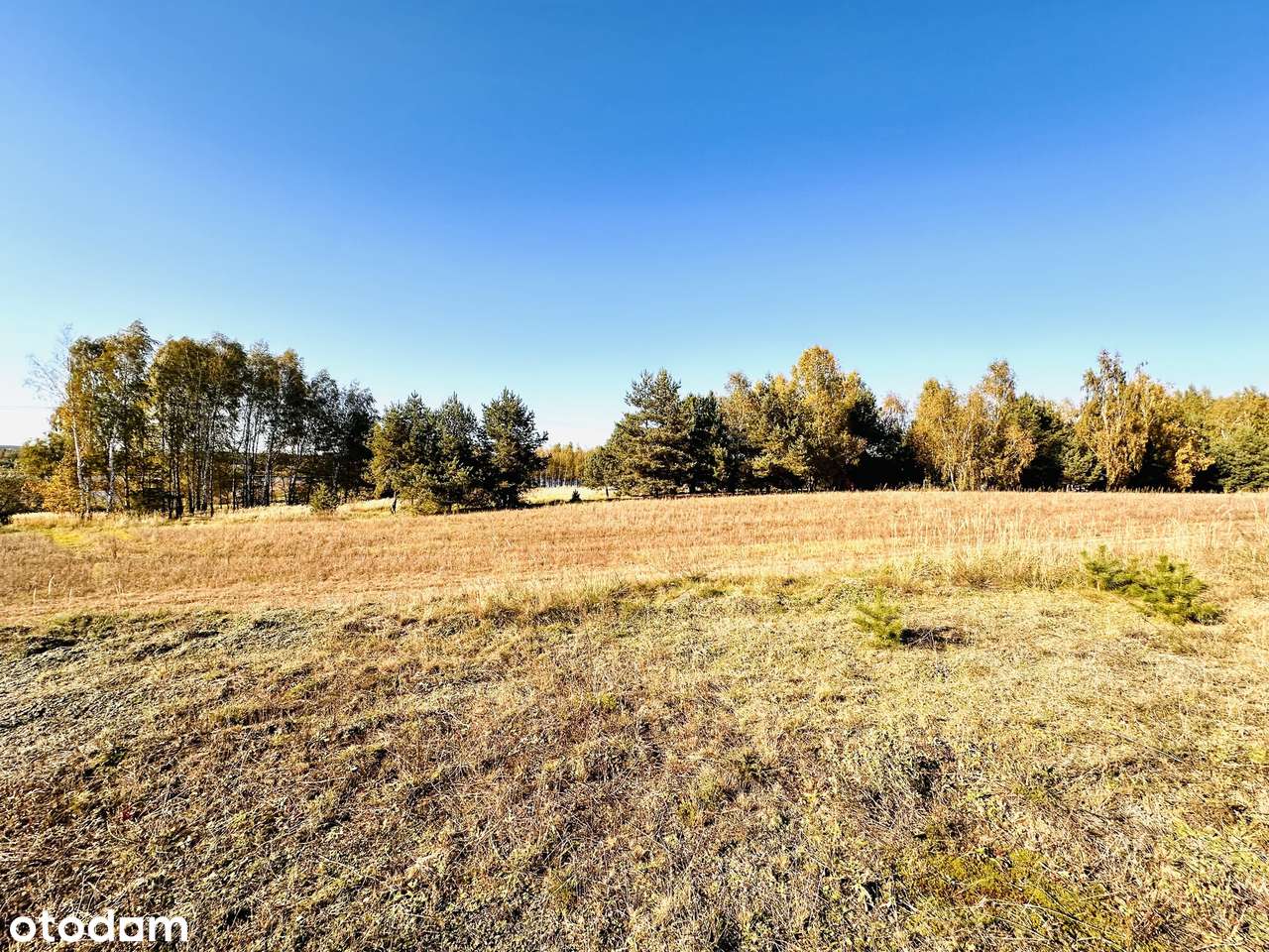 Na sprzedaż: wyjątkowa działka 42 ary – ul. Szkolna, Ruda Wołoska-3