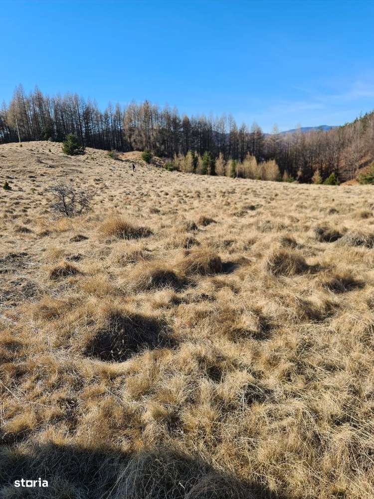 Teren pasune in zona lacului Mocearu-6