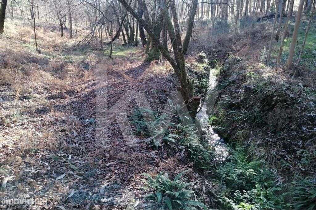 Bouça com excelente disposição solar e com linha de água - Grande imagem: 5/8