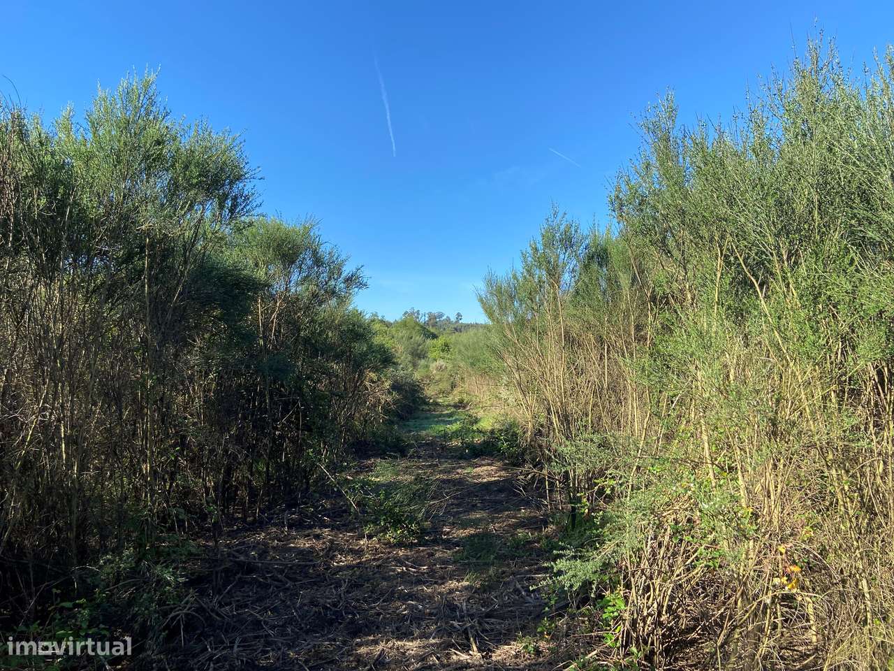 Terreno, Viseu, Tondela, Tonda-10