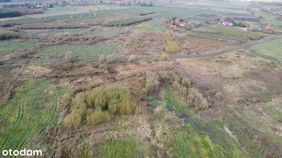 Grunty rolne: Stankowo, aktywne plantacje wierzby