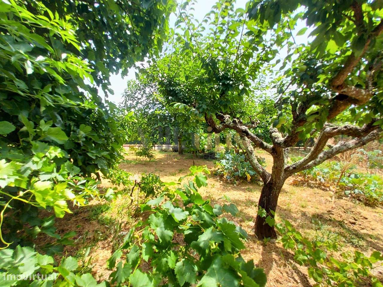 Moradia T2 com Piscina, Pomar e Garagens Duplas a 5 Minutos de Tomar |-10