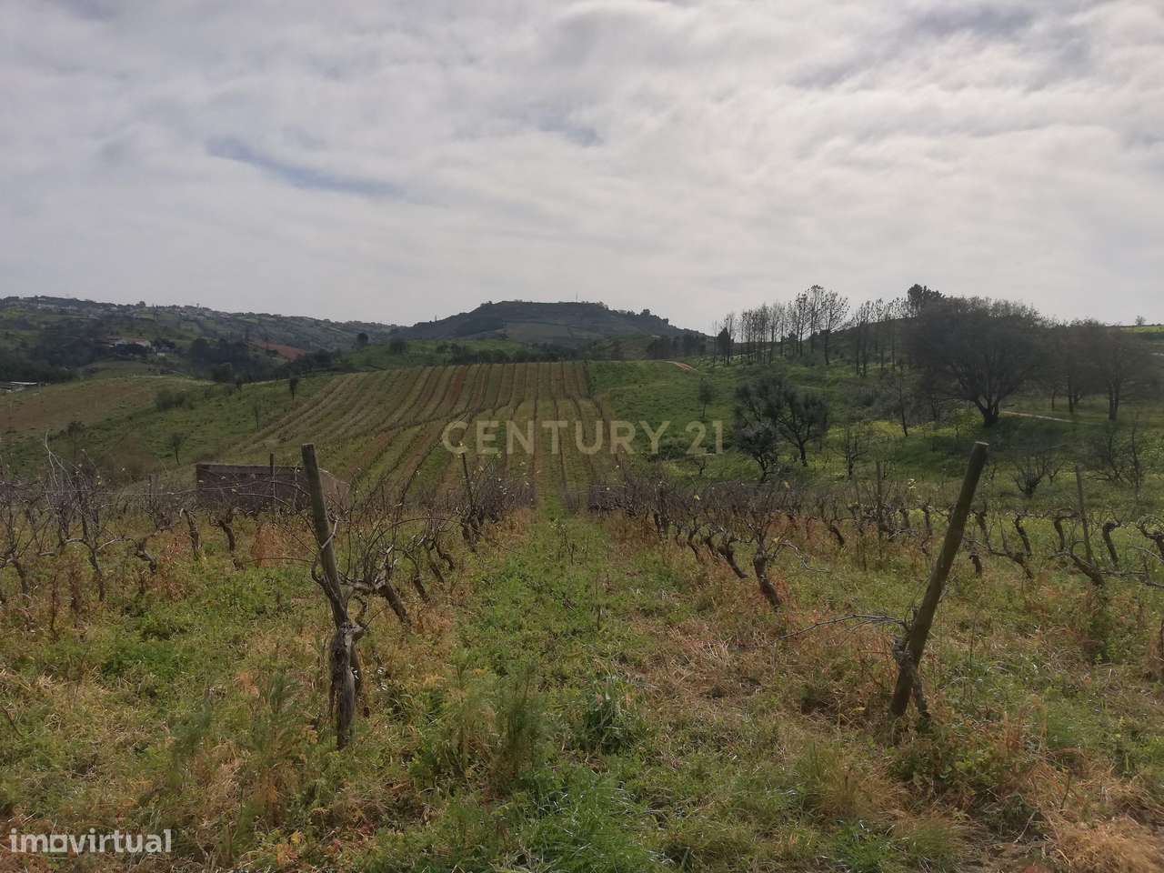 Terreno Rústico Meca - Alenquer - Grande imagem: 3/13