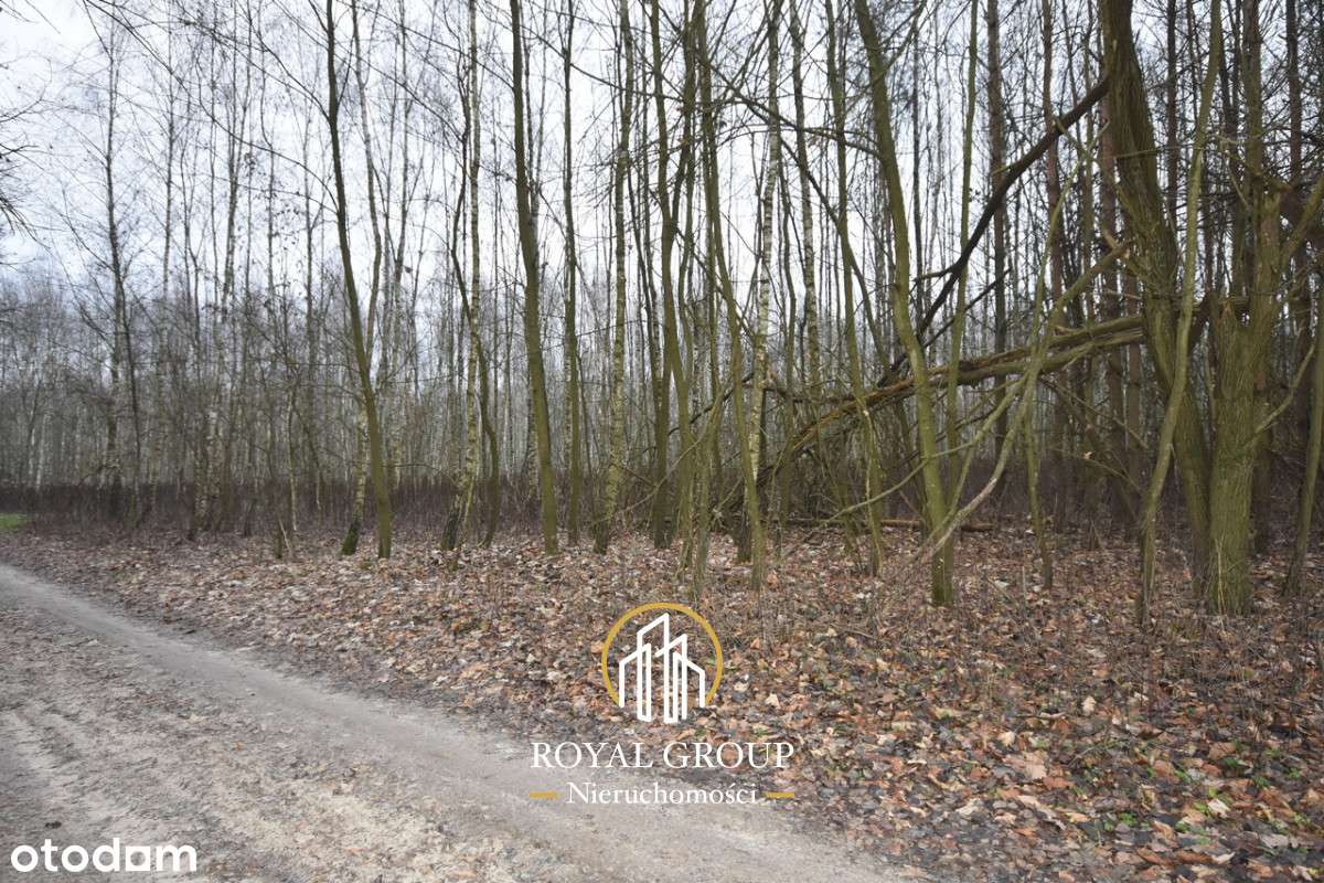 Działka leśna-5