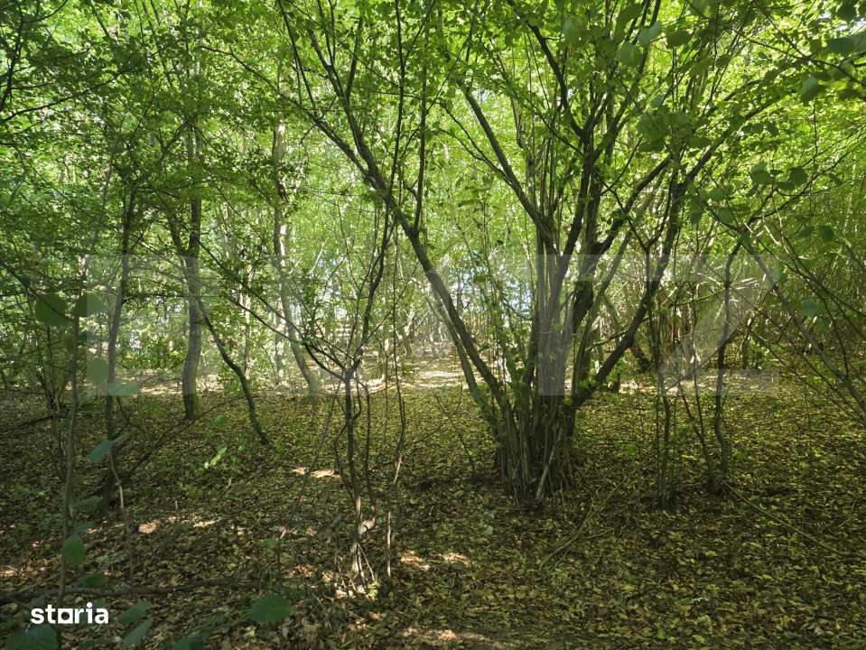 Teren de 524 mp  la liziera padurii Faget - Imagine principală: 5/7