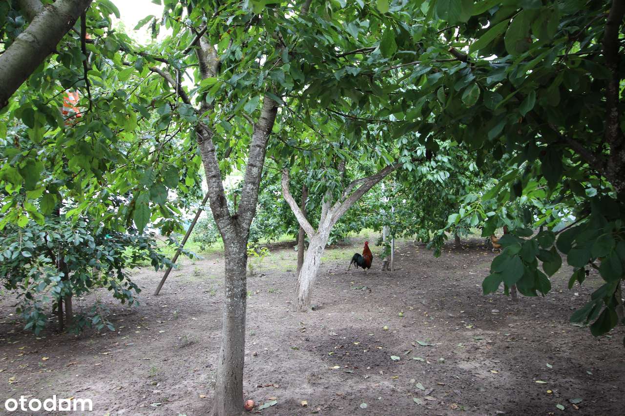 Na sprzedaż pawilon usługowo-handlowy, Orłowo, powiat wąbrzeski-8