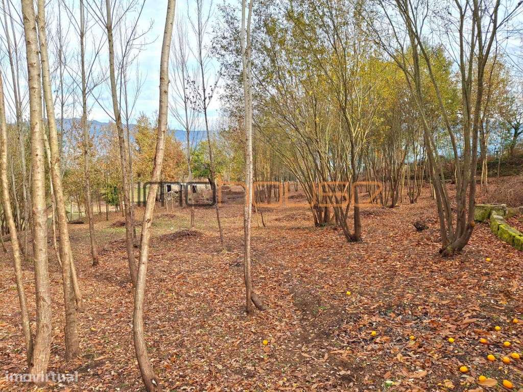 Quinta com Ribeiro e casa para restaurar - Terreno de cultivo-11