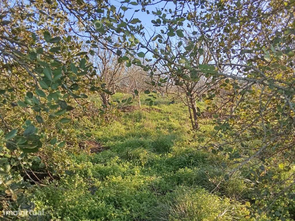 Terreno rústico em Vale Serrão, Pereiro de Palhacana, Alenquer-11