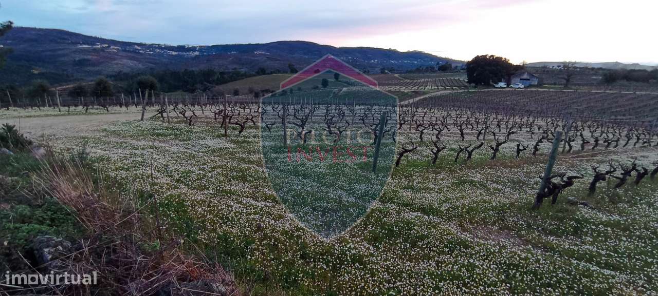 Quinta  Venda em Sezures,Penalva do Castelo-10