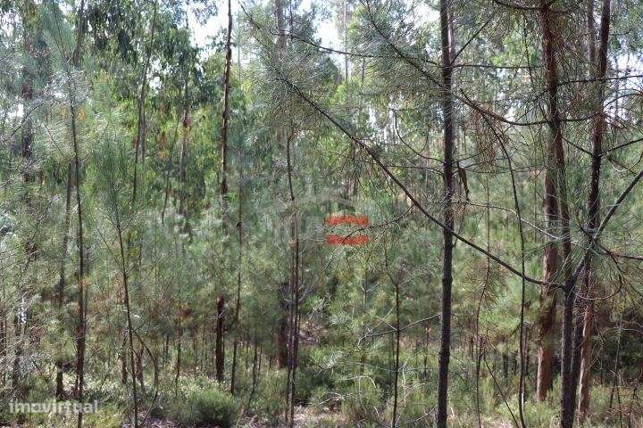 Terreno - Grande imagem: 4/8