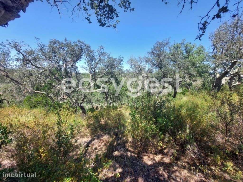 Terreno Rústico com 68.250m2 localizado na freguesia de Luzianes-Gare - Grande imagem: 4/15