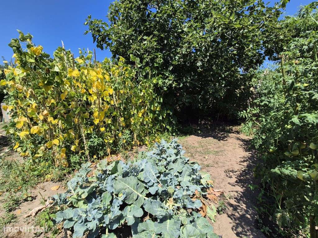 Terreno-plano-com -viabilidade de construção- Paião- Figueira da Foz - Grande imagem: 2/20
