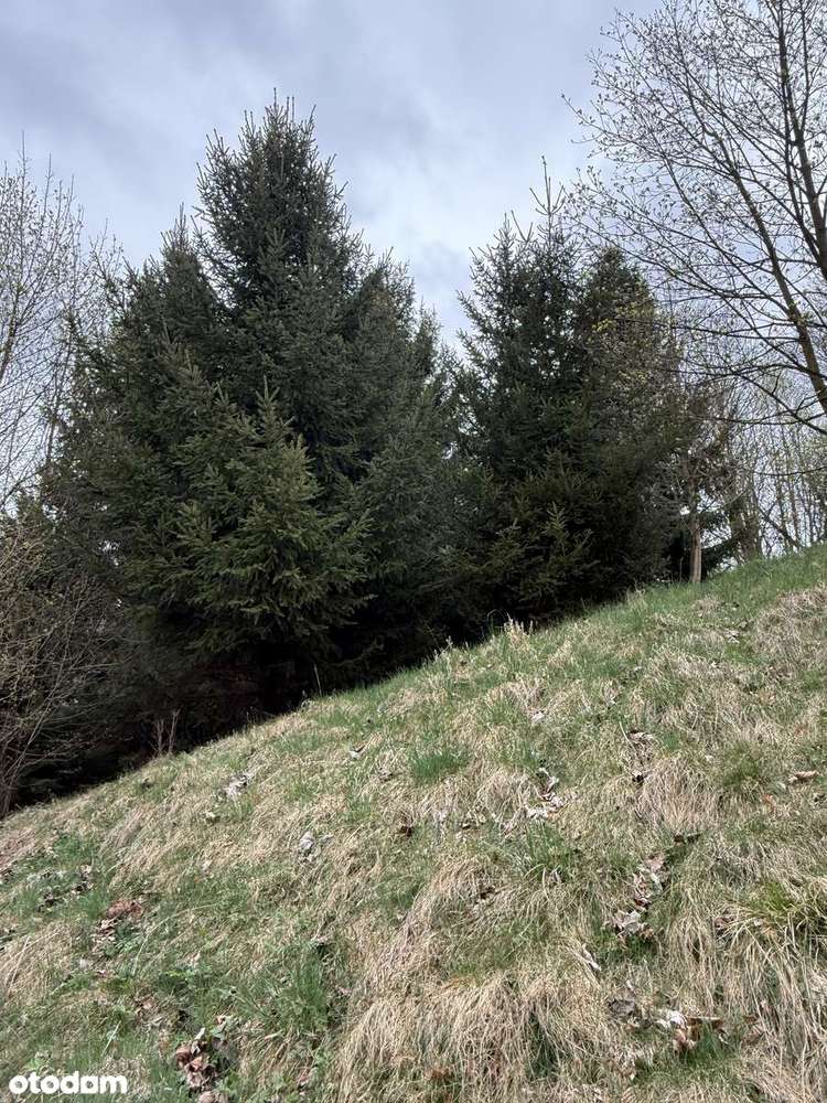 Działka z warunkami zabudowy - las, dostęp do drogi. Inwestycja.-10