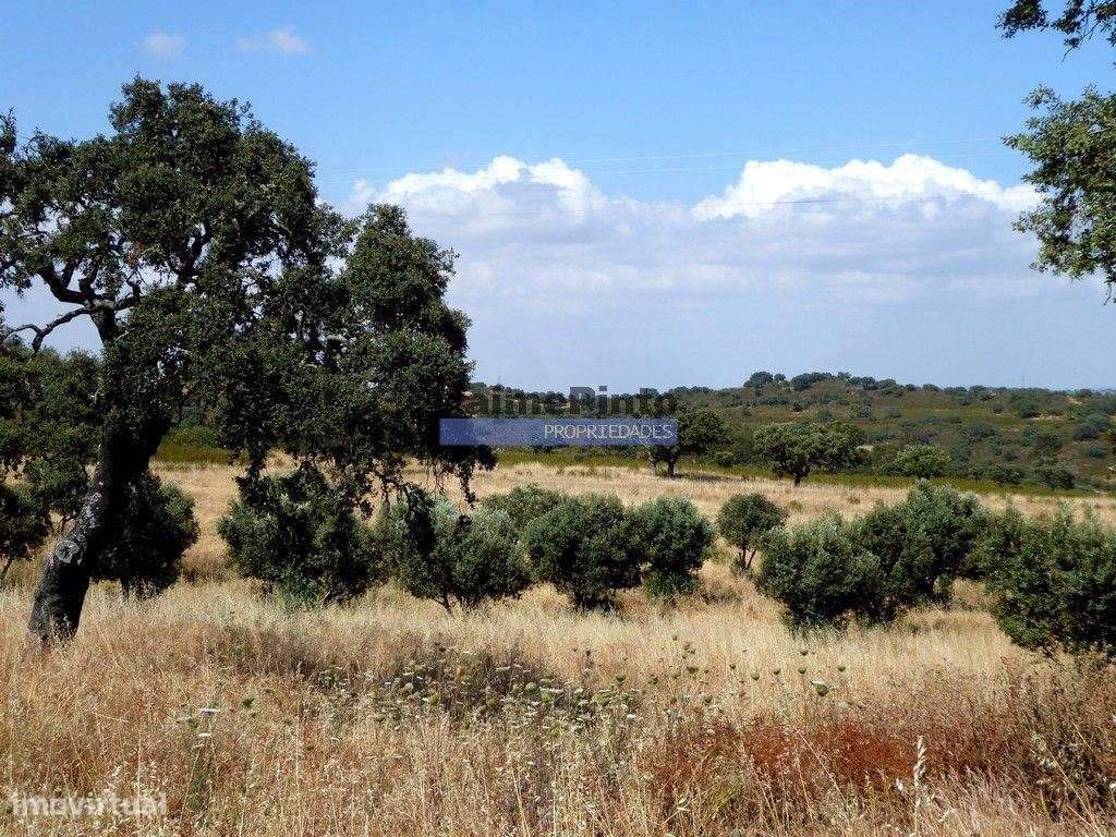 Herdade 162,5ha no Alentejo. Portugal, Beja, Almodôvar - Grande imagem: 5/9