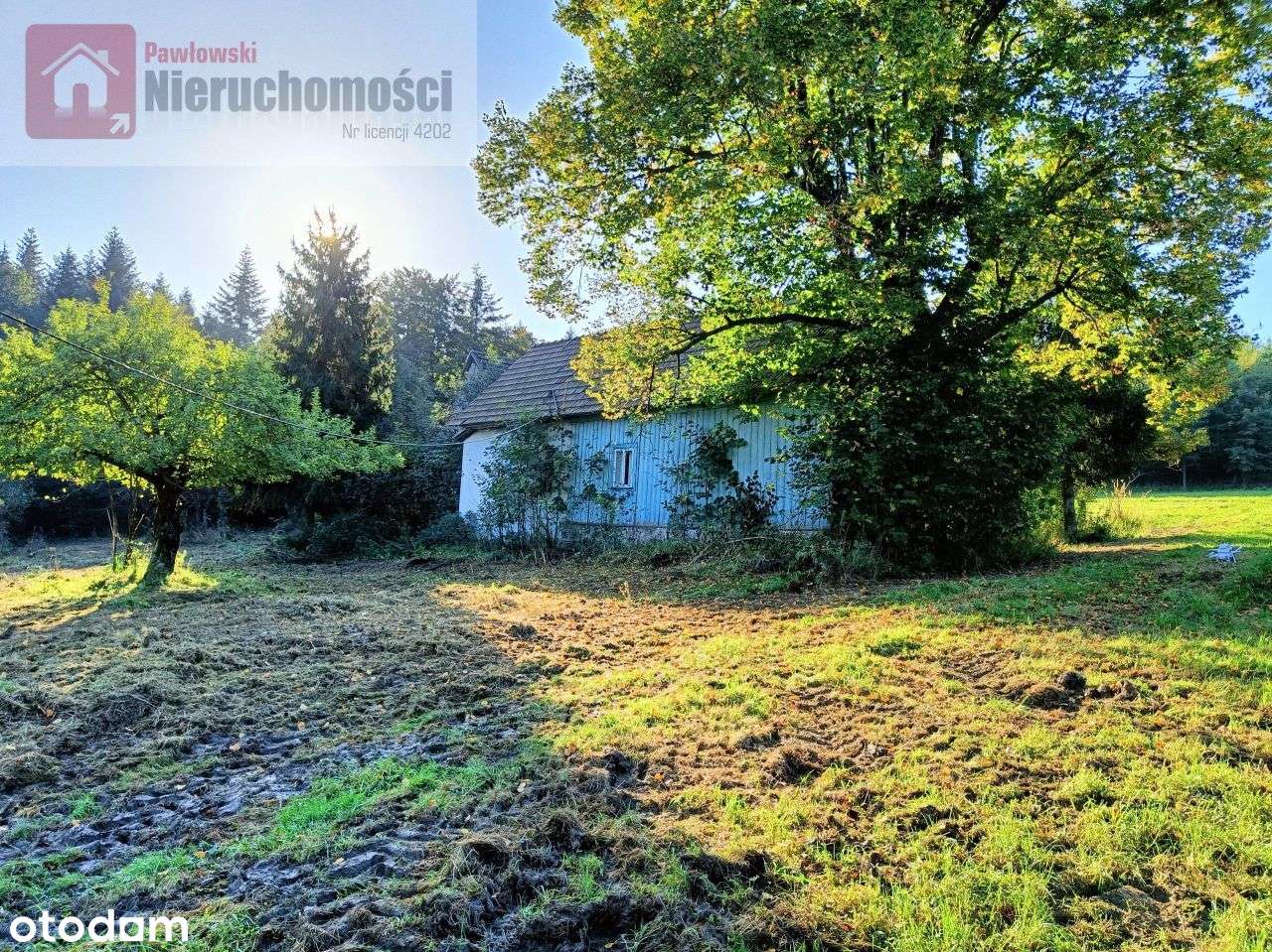 Dom na leśnej polanie - Pełny obrazek: 4/9