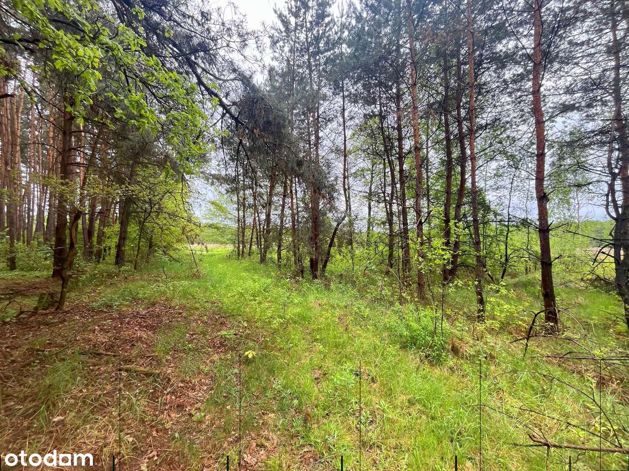 mała działka rekreacyjna przy lesie - Pełny obrazek: 3/7