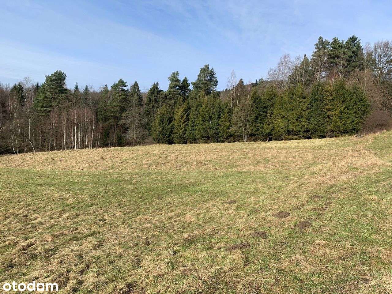 Piękna polanka przy lesie, blisko prąd ! Okazja - Pełny obrazek: 5/6