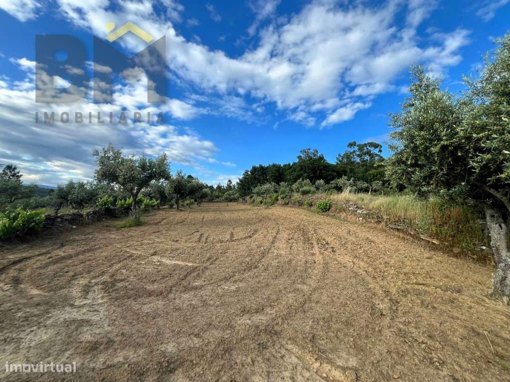 Terreno rústico com 2.920m² para venda em Juncal do Campo! - Grande imagem: 5/13