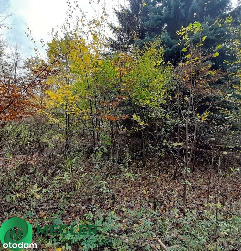 Działka w otulinie lasu-1