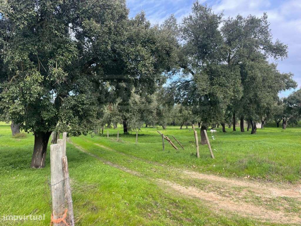 Propriedade Rústica com 11 Hectares junto a Canhestros-9