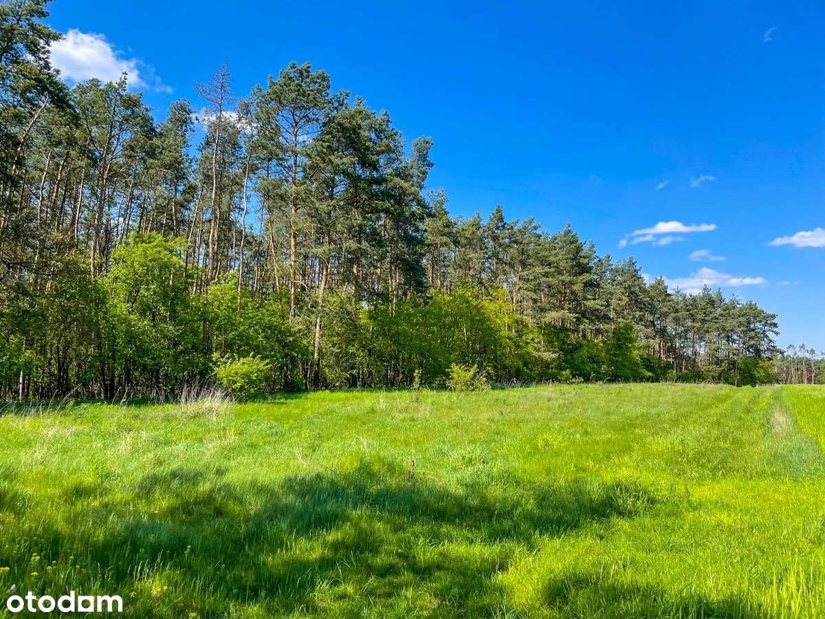 Działka leśna z kawałkiem polany !! BABKI 21001m2 - Pełny obrazek: 2/5