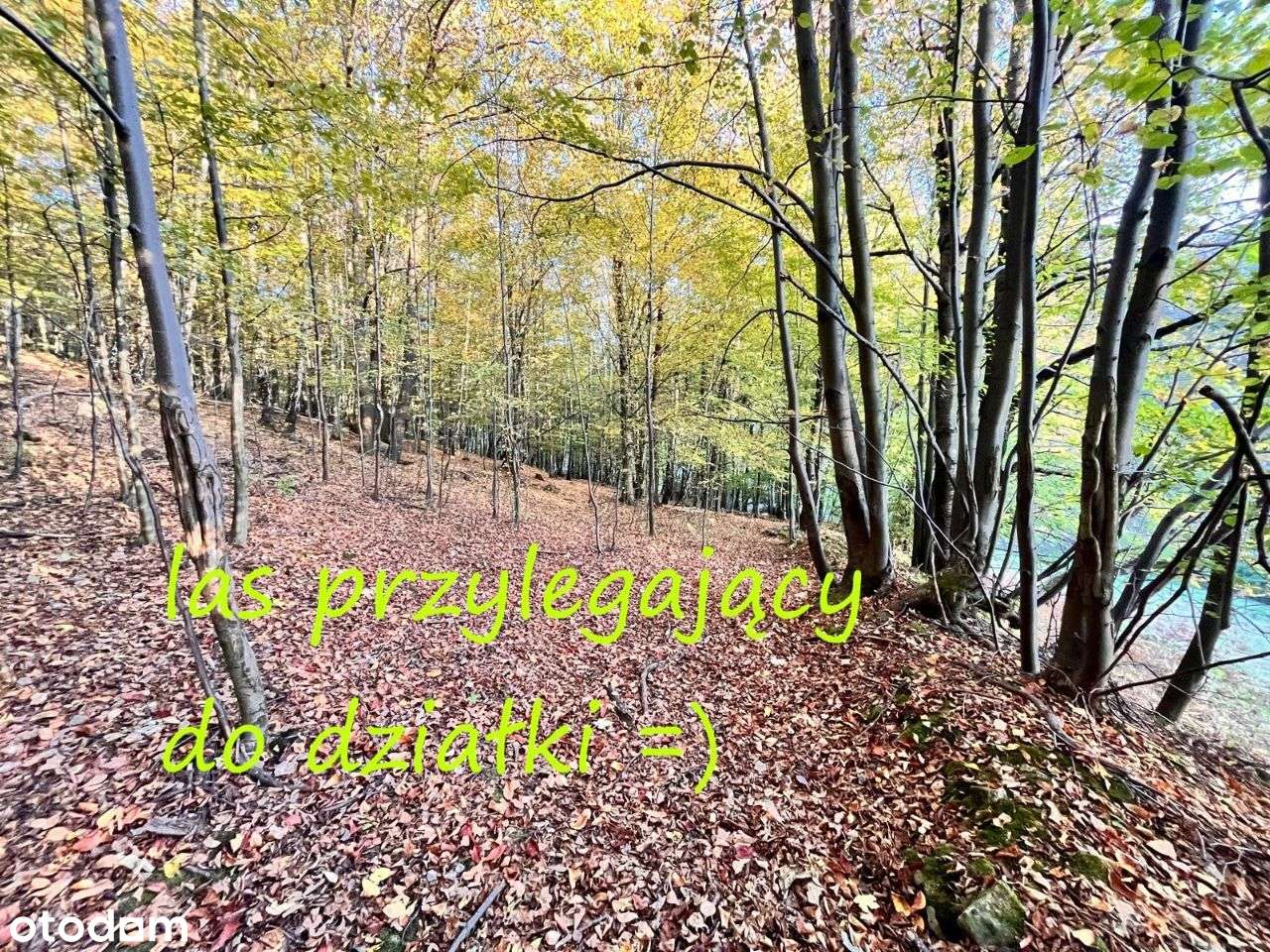 Czernichów budowl 14ar + udział w 13ha lasu OKAZJA - Pełny obrazek: 4/9