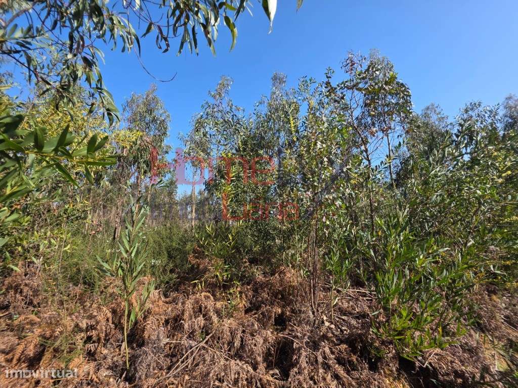 Terreno na zona industrial de Albergaria-a-Velha-14