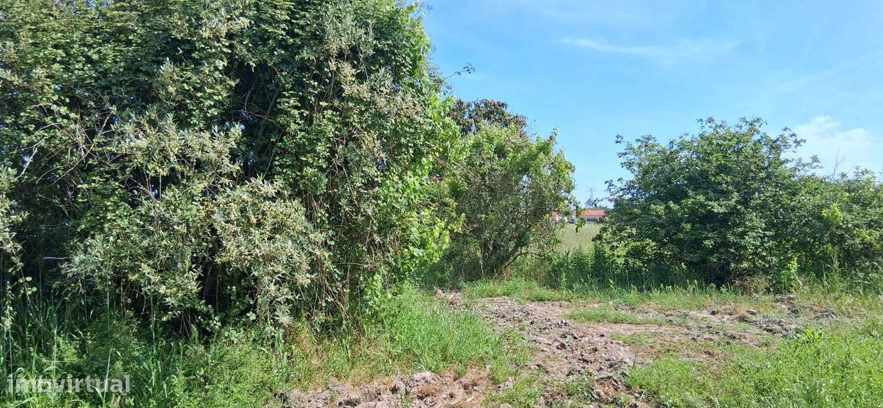 Terreno com 5000m2, com casa para restaurar - Granho Novo Marinhais...-6
