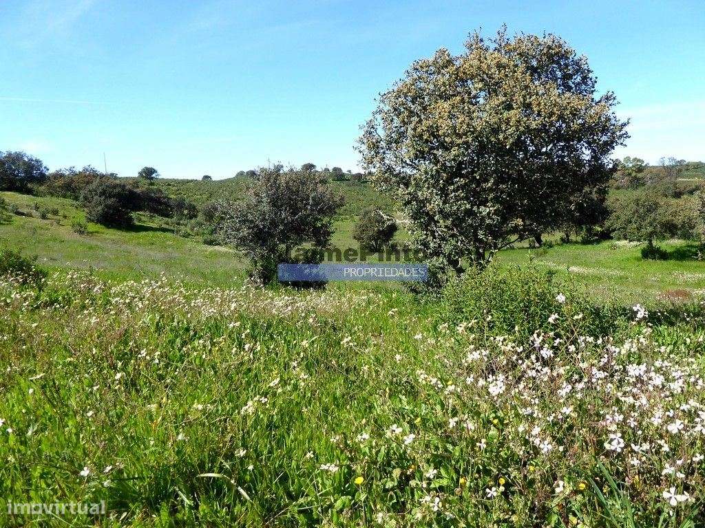 Herdade 162,5ha no Alentejo. Portugal, Beja, Almodôvar - Grande imagem: 4/9