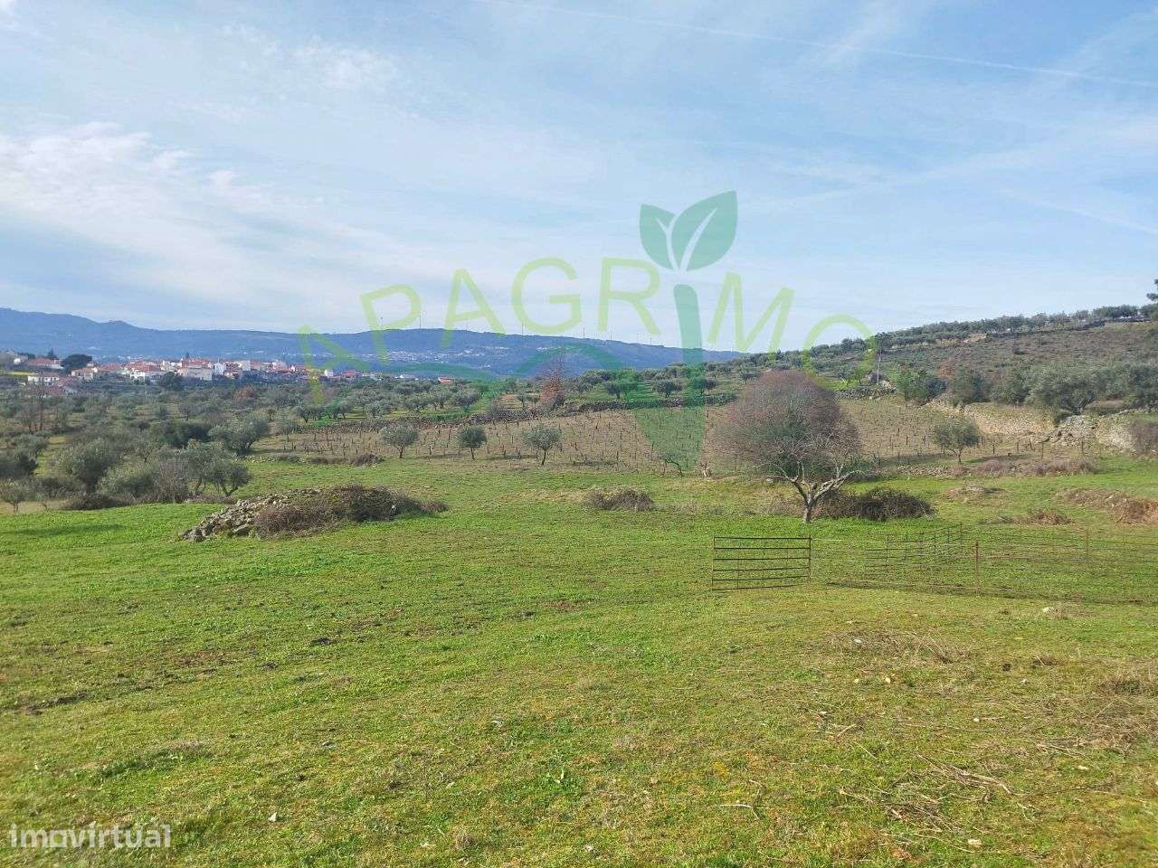 Terreno rústico com olival e vinha em Riodades - Grande imagem: 2/13