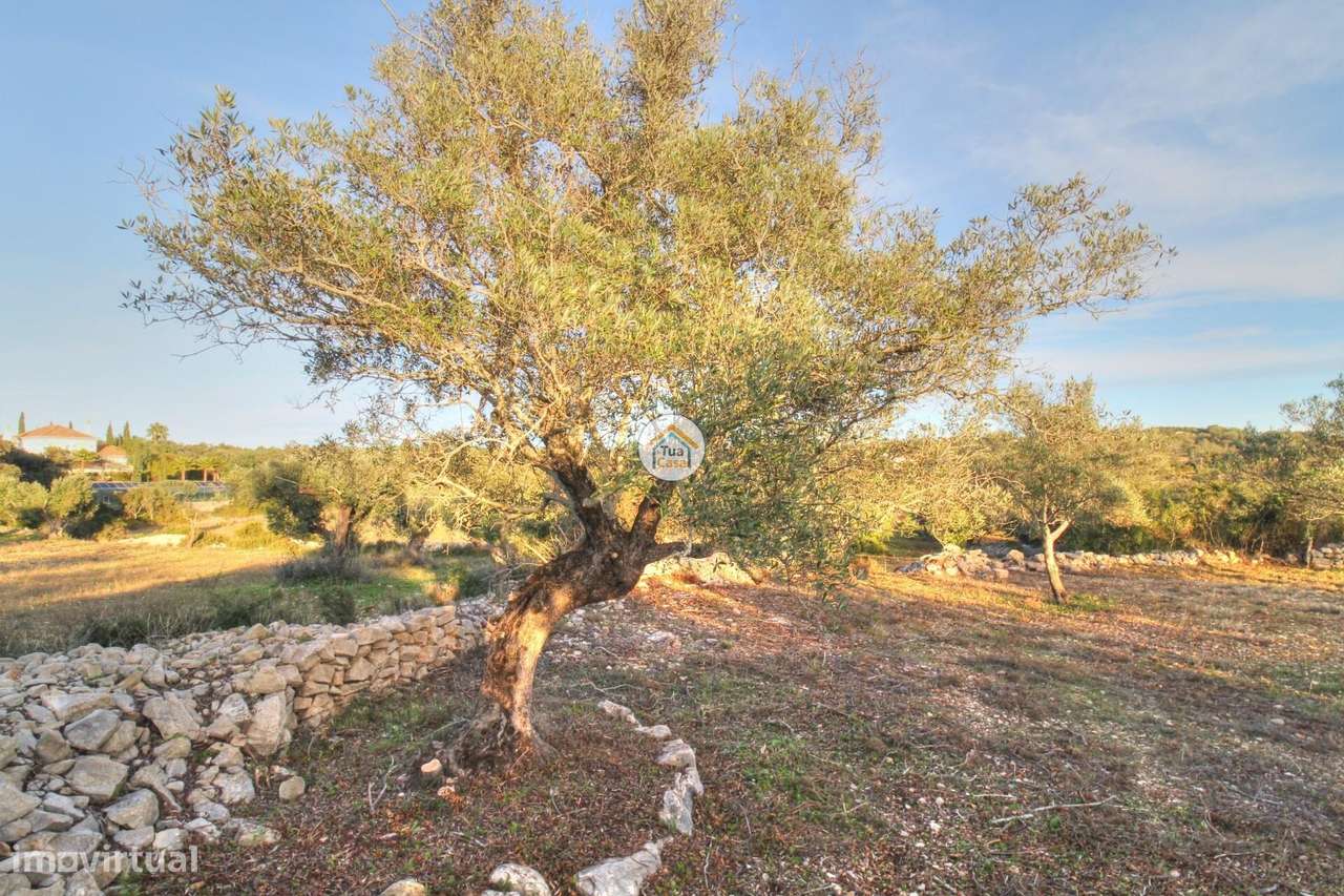 Terreno Rústico Benatrite - Faro 1480 M2 - Grande imagem: 5/31