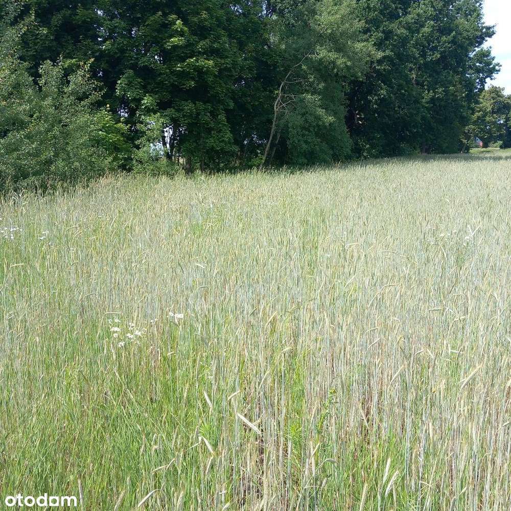 Działki 4km od miasta z kompl. mediów i utw. drogą-7