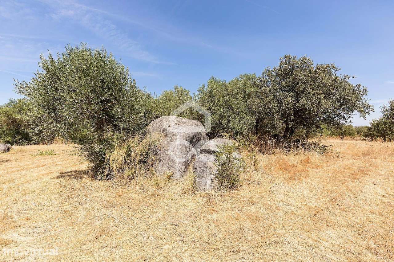 Quinta de 1,29 ha c/ Moradia T4 e Piscina | Reguengos de Monsaraz, Évo-49